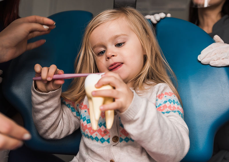 Bambina gioca con un modello 3D di un dente